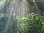 Sunshine burning off the morning fog on the Nesmith Point Trail