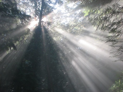 Sunshine burning off the morning fog on the Nesmith Point Trail