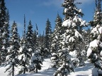 Snow blankets the firs and hemlock trees and any winds provide surprises to inattentive people who stand too close when snow sloughs off the treetops.