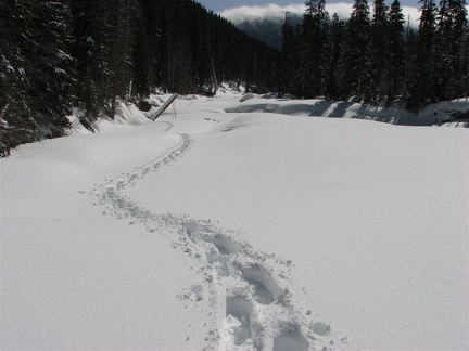 Looking downstream on Newton Creek showing that there is a wide floodplain for snowshoeing or skiing along this part of the creek.