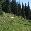 A meadow of Beargrass growing along the trail going up to Grand Park from Berkeley Park.