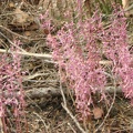The pink spikes of Merten's Coral Root (Latin name: Corallorhiza mertensiana) along the Northern Loop Trail.