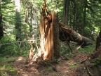 There was a lot of deadfall on the Northern Loop Trail. There are several places where storms broke off trees.