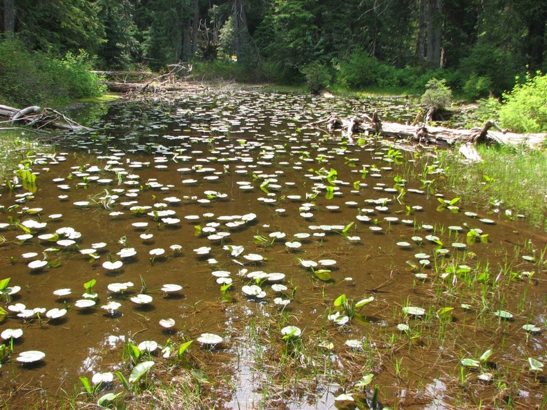 This pond with lillypads is just off the trail climbing up from Van Horn Falls to Lake James on the Northern Loop Trail.