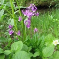 The purple and black flowers of the Tall Mountain Shooting Star (Latin name: Dodecatheon jeffreyie) blooming along Lake James on the Northern Loop Trail at Mt. Rainier National Park. 