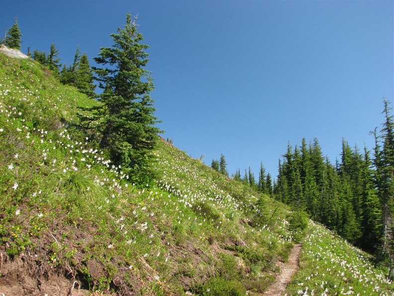 Avalanche Lillies abound on the side trail to Natural Bridge in mid-July.