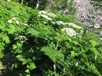 The white umbrella-like flowers of Cow Parsnip (Latin name: Heracleum lanatum) blooming along the trail between Ipsut Campground and the lower Carbon River crossing. This plant is easily identifed by its large rough leaves and tall, hollow stems. This pla