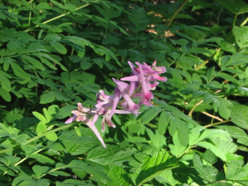 These plants with pink flowers look like a giant version of Dutchman's Breeches (Latin name: Corydalis scouleri). They grow 5 to 6 feet high along the trail between Carbon River Camp and Ipsut Campground on the west side of Carbon River.
