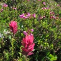 Magenta Paintbrush and pink heather in bloom between Moraine Park and Mystic Lake on the Wonderland Trail.