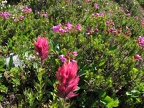 Magenta Paintbrush and pink heather in bloom between Moraine Park and Mystic Lake on the Wonderland Trail.