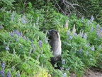 A marmot on a side trail munches on Lupine blooms above Moraine Park.