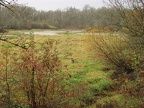 Oak Tree bordered meadow and a portion of Boot Lake at the Ridgefield National Wildlife Refuge.