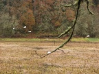 Sandhill Cranes in the fields at the Ridgefield National Wildlife Refuge.