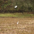 Sandhill Cranes in the fields at the Ridgefield National Wildlife Refuge.