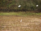 Sandhill Cranes in the fields at the Ridgefield National Wildlife Refuge.