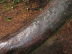 Western Red Cedar (Latin name: Thuja plicata) showing the red hue of the bark of a tree that has had the bark continually rubbed by people walking on it. This is in a small Cedar grove along the trail at the Ridgefield National Wildlife Refuge.