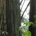 Western Red Cedar (Latin name: Thuja plicata) showing the ridging in the bark of an older tree along the trail at the Ridgefield National Wildlife Refuge.