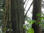 Western Red Cedar (Latin name: Thuja plicata) showing the ridging in the bark of an older tree along the trail at the Ridgefield National Wildlife Refuge.