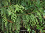 Western Red Cedar (Latin name: Thuja plicata) growing along the trail at the Ridgefield National Wildlife Refuge.