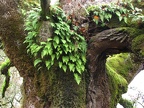 Licorice fern (Latin name: Polypodium glycyrrhizais) growing in an old Oak tree. Licorice fern is named because of the sweet, licorice-flavored rhizomes. The Oak tree is just off the trail. There is enough rainfall in this area to allow ferns to grow in t