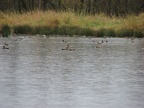 Mallards and other ducks evading nearby hunters. Hunting is allowed next to the Ridgefield National Wildlife Refuge.