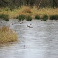 Mallards and other ducks evading nearby hunters. Hunting is allowed next to the Ridgefield National Wildlife Refuge.