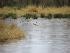 Mallards and other ducks evading nearby hunters. Hunting is allowed next to the Ridgefield National Wildlife Refuge.