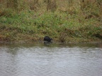 Nutria coming out of the water at the Ridgefield National Wildlife Refuge.