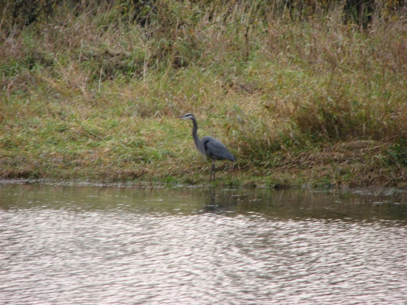 A Great Blue Heron looking for food at the Ridgefield National Wildlife Refuge.