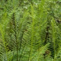 Ferns on the Mike Kopetski Trail.