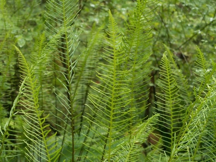 Ferns on the Mike Kopetski Trail.