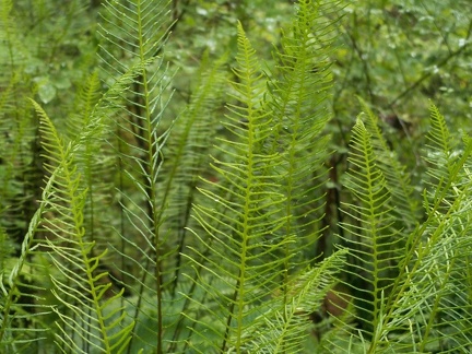 Ferns on the Mike Kopetski Trail.