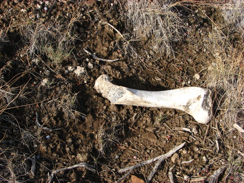 Bleached bones attest to the survivor of the fittest maxim.
