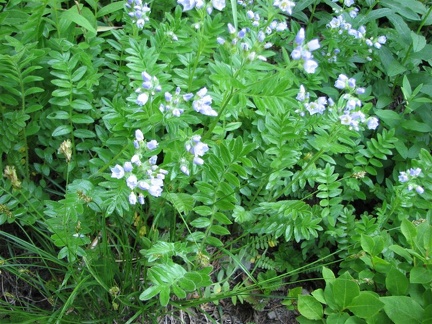 Showy Jacob's Ladder (Latin name: Polemonium pulcherrimum) has light blue flowers and leaves with almost a sawtooth pattern of separate leaflets. This is blooming along the Owyhigh Trail.