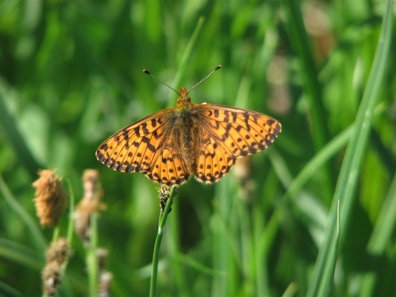 A butterfly takes a break from feeding on flowers along the Owyhigh Trail in Mt. Rainier National Park.