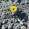 High on the slopes of Mt. Jefferson plants eke out an existance. Here a small plant blooms in the volcanic soil.