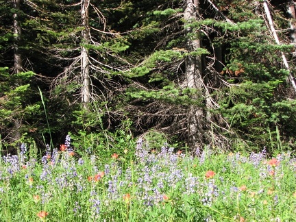 aaa