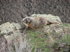 A marmot hangs out near the Fryxell Overlook.