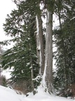 A beautiful Cedar tree growing along the Wonderland Trail near the Nisqually River.