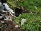 The spray from the waterfall dampens areas below the falls and allows these Monkeyflowers to thrive. The constant spray also supports mosquitoes near the falls.