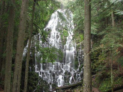 Ramona Falls cascades down a cliff of dark basalt right next to the trail. A flat clearing near the waterfall provides a nice view of the falls.