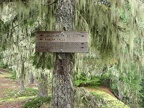 Above the Sandy River is a junction for Ramona Falls Loop and the Pacific Crest Trail. From the junction, the trail parallels the Sandy River down to the stream crossing.