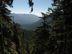 Territorial glimpse through the forest