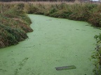 Green scum on Gee Creek as it slowly flows north from Carty Lake in the Ridgefield National Wildlife Refuge.