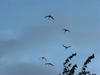Sandhill Cranes flying from lake to lake at the Ridgefield National Wildlife Refuge.