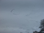 Canada Geese flying above the Ridgefield National Wildlife Refuge.
