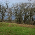 Grassy knoll surrounded by Oak trees on the northern end of the Ridgefield National Wildlife Refuge.