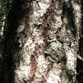 Western Hemlock (Latin name: Tsuga heterophylla) predominate the lower portions of this trail. Here is a picture the gray bark of an older tree.