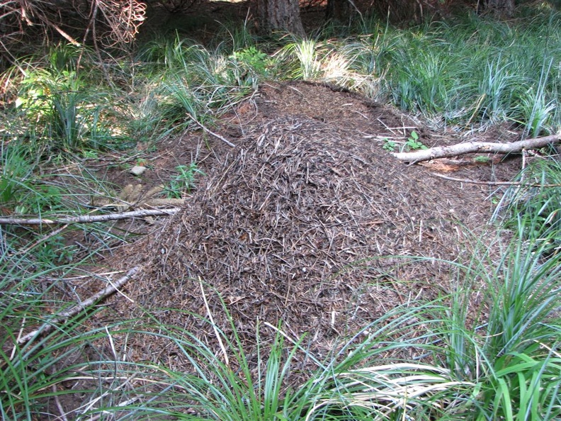 Anthill next to the Pacific Crest Trail on the Benson Plateau.