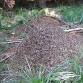 Anthill next to the Pacific Crest Trail on the Benson Plateau.